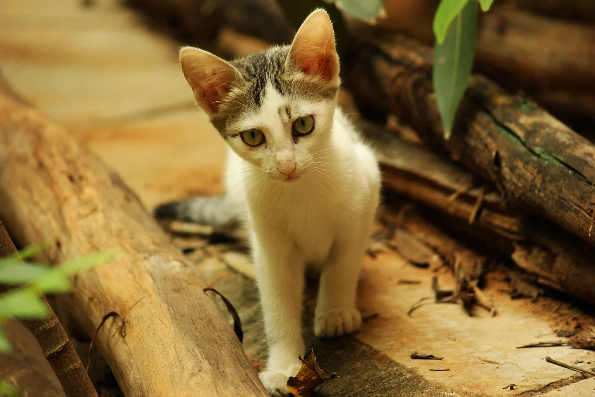 cat