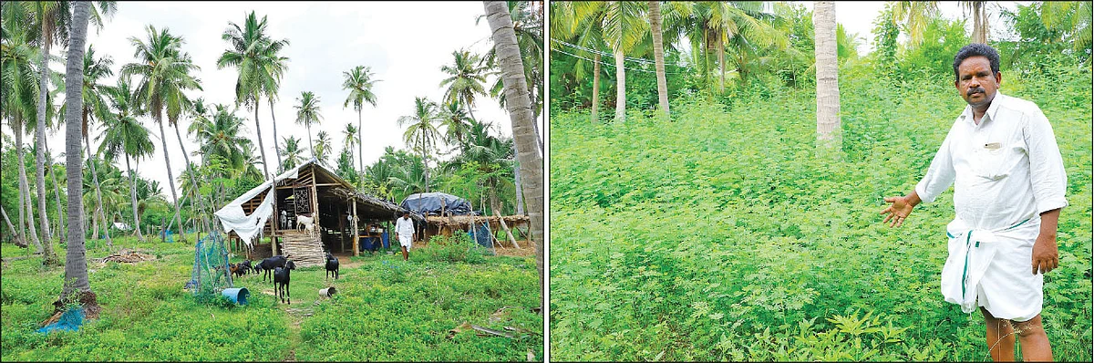 கொட்டகை, வேலிமசால்