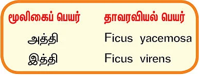 நல்மருந்து 2.0 - பிணிகளை நீக்கும்... நிலத்தடி நீரைக் காக்கும் அத்தி!