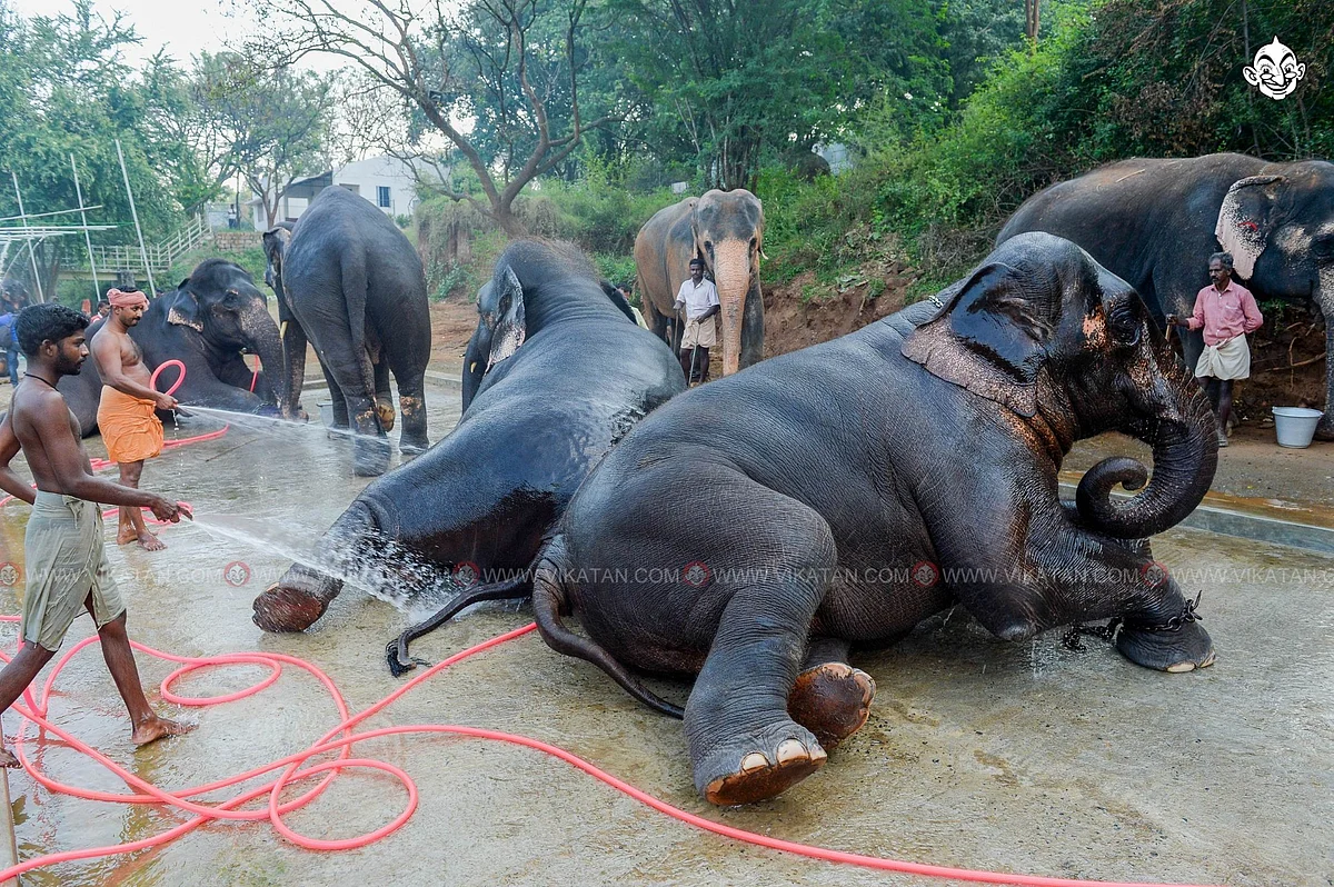 யானைகள்