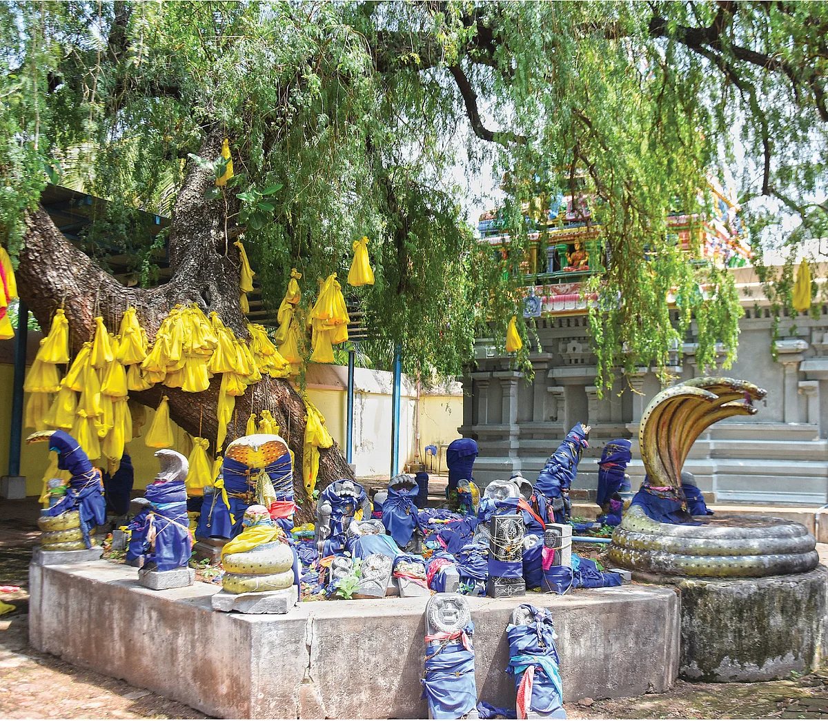 திருப்பங்கள் அருளும் திருப்பாம்புரம்!