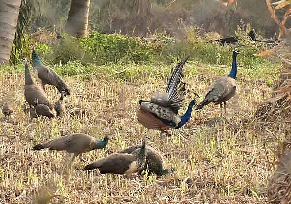 விவசாய நிலத்தில் மேய்ந்து கொண்டிரக்கும் மயில்கள்