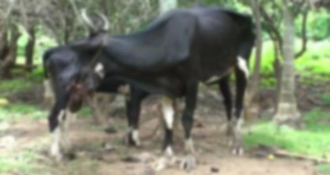பசு