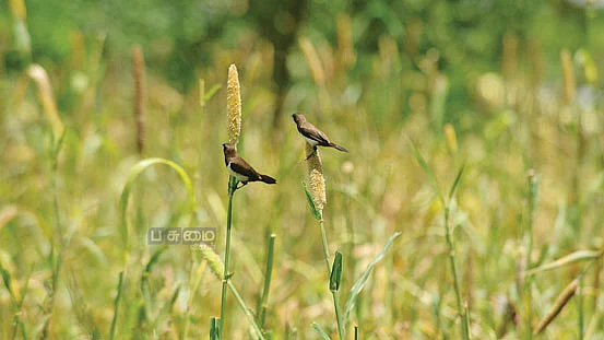 இயற்கை