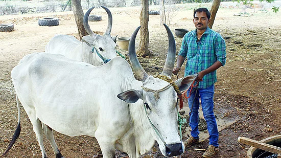 நாட்டு மாடுகளுடன்