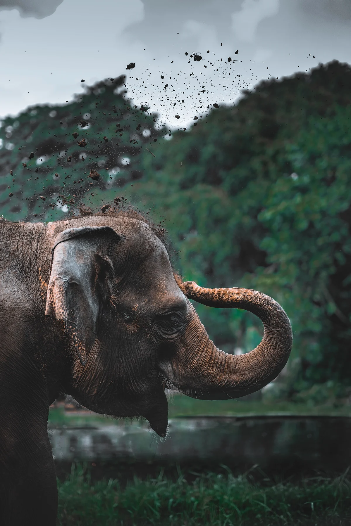 Elephant