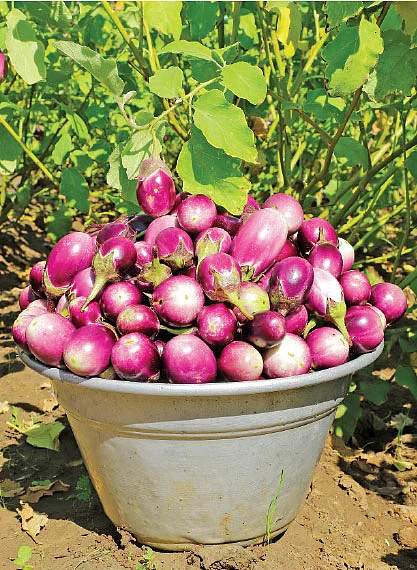 கத்திரிக்காய்