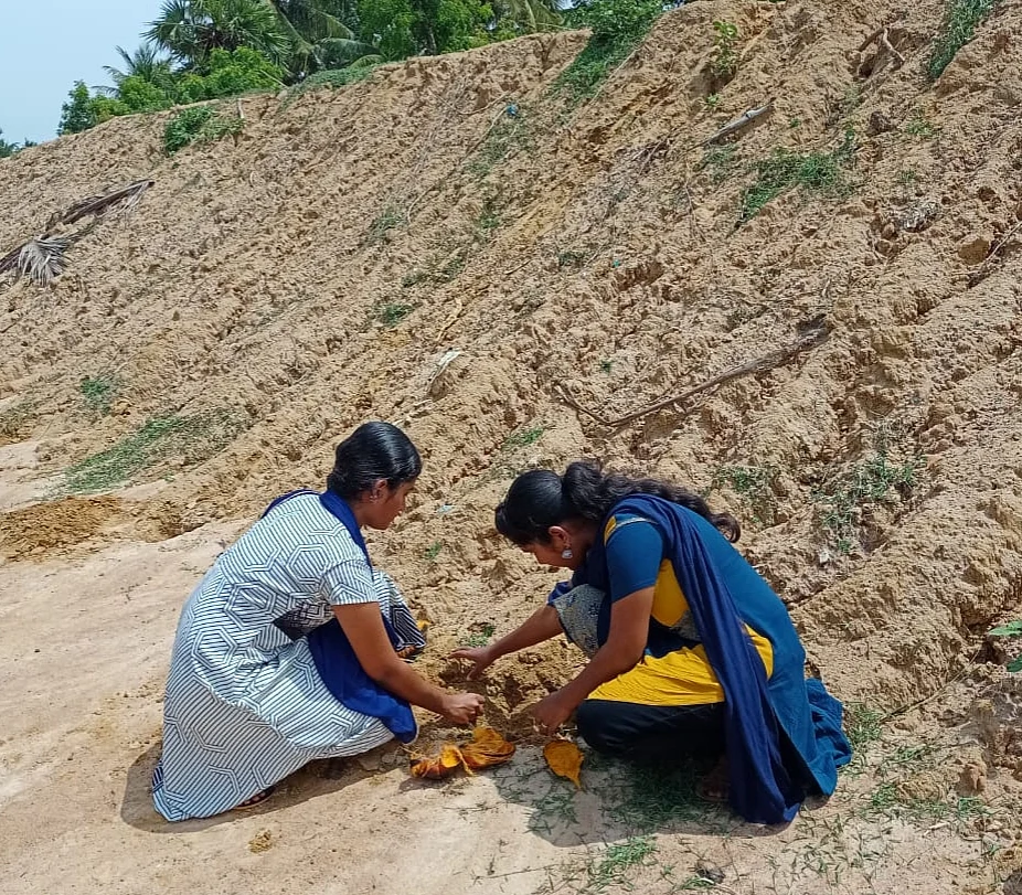 பனைவிதைகளைச் சேகரிக்கும் சகோதரிகள்