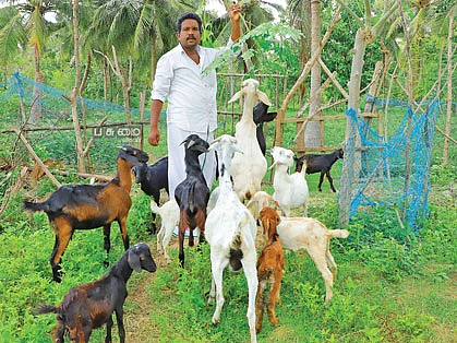 கஜா புயல், ஊரடங்கு... நசுங்கிய பொருளாதாரம் நம்பிக்கை கொடுத்த ஆடு வளர்ப்பு!