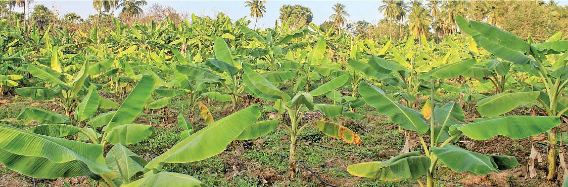 வாழை