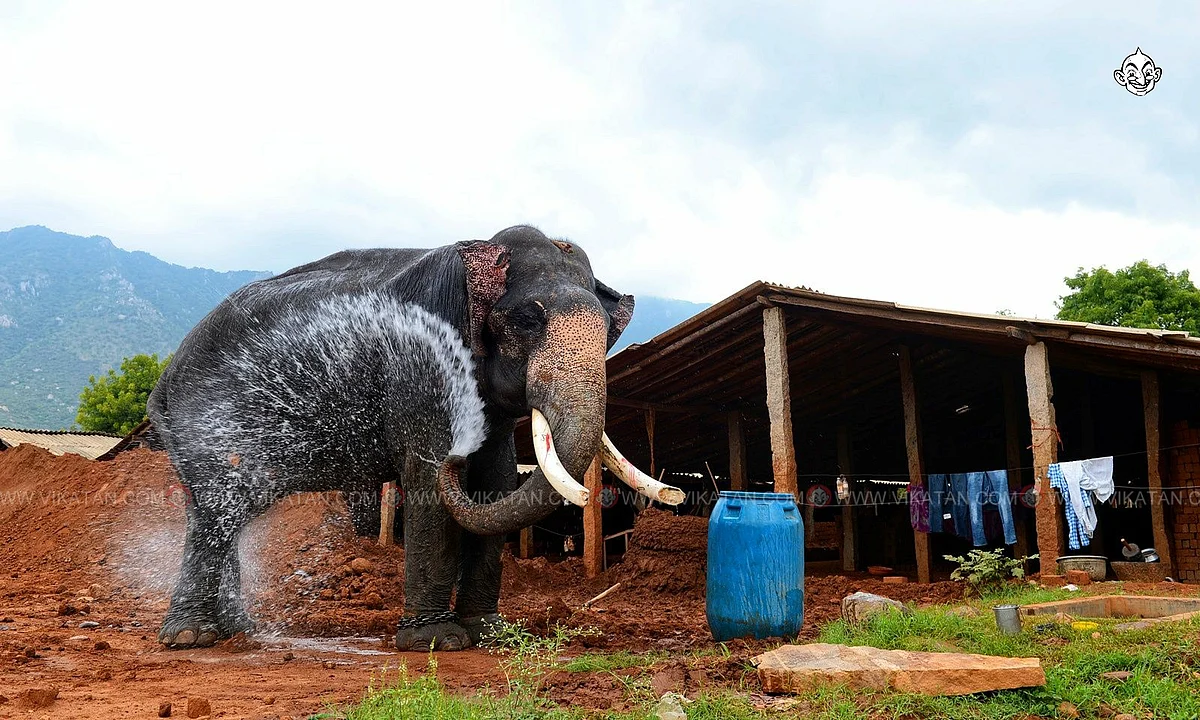 யானை