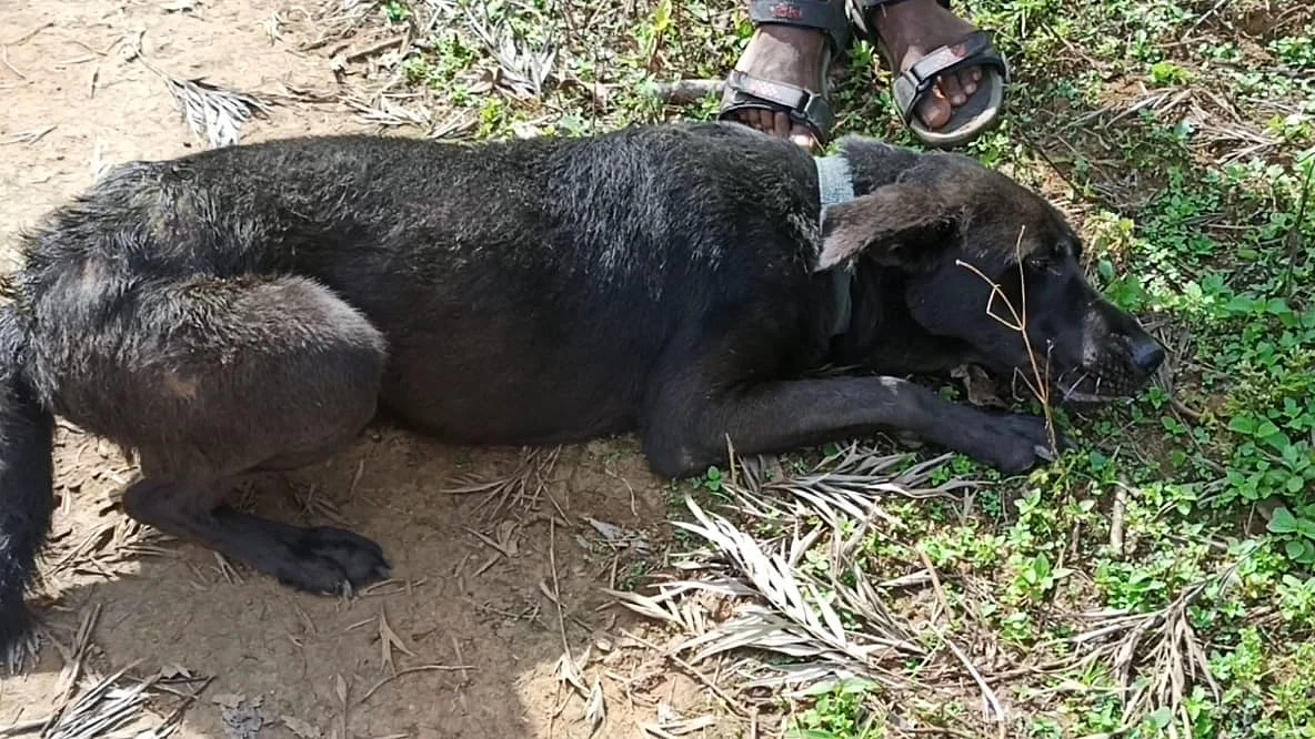 வளர்ப்பு நாய் ஜாக்கி
