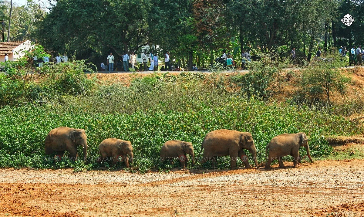 யானைகள்