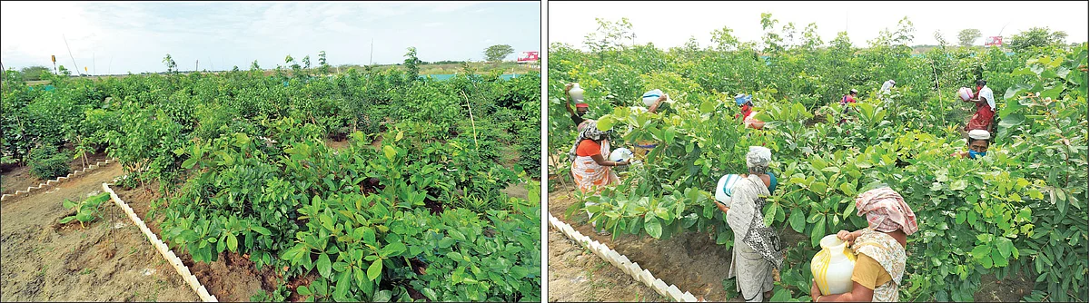 குறுங்காட்டைப் பராமரிக்கும் ஊரக வேலைவாய்ப்புப் பணியாளர்கள்