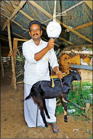 ஆட்டை எடை போடுதல்