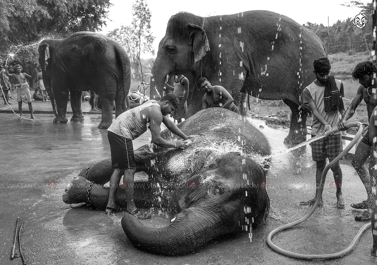 யானைகள்