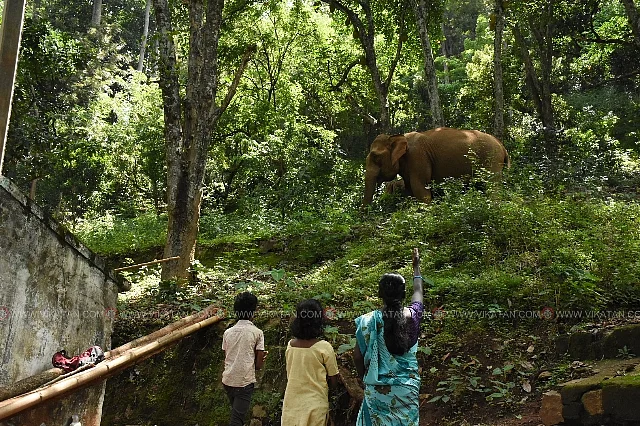 புதுக்காடு பழங்குடி கிராமத்தில் யானை