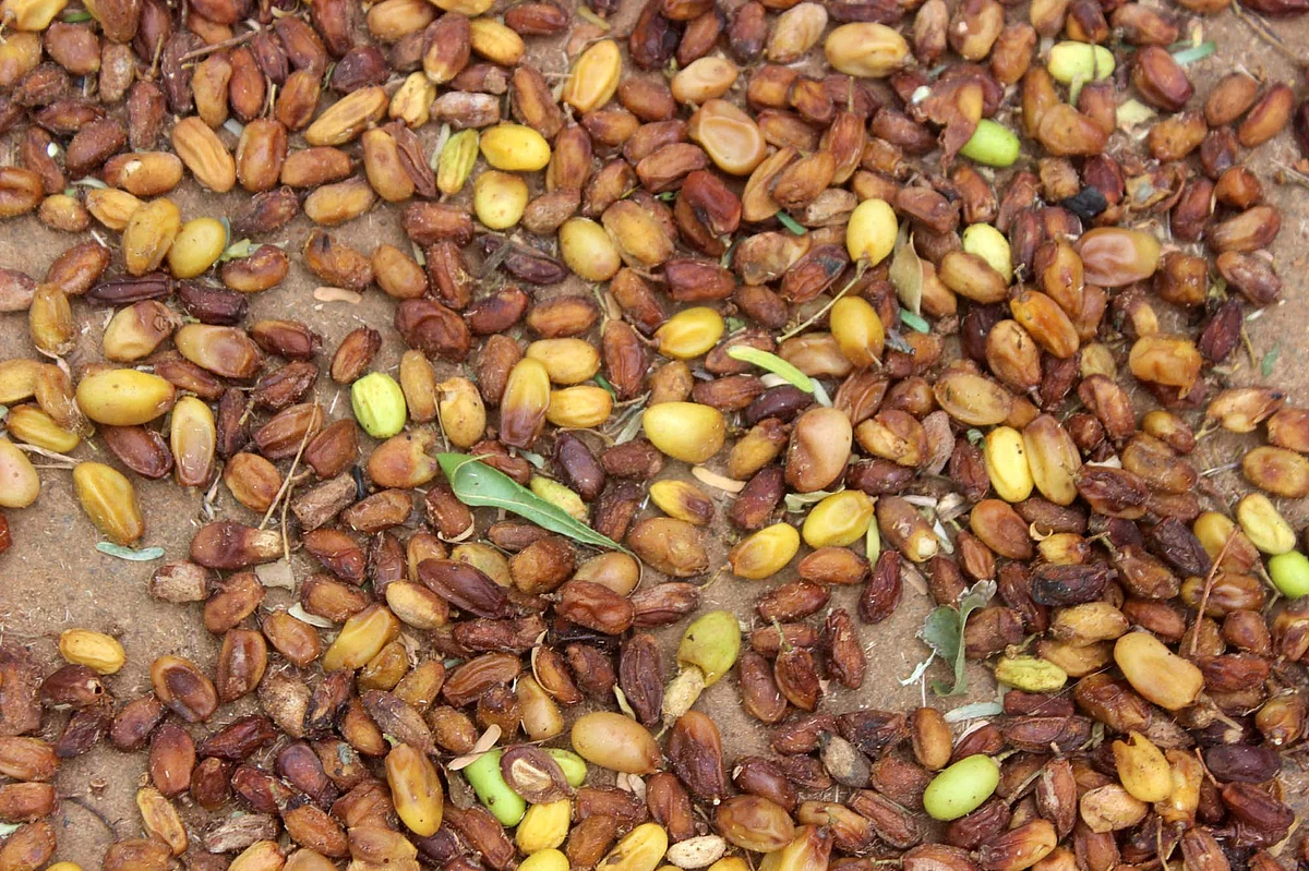 வேப்பங்கொட்டை