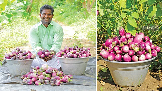 அறுவடை செய்த கத்திரிக்காயுடன்
ஜான் இமானுவேல்