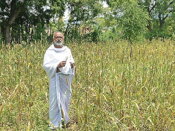 ``நான் பிழைக்கத் தெரியாத ஆளாம்!" - பறவைகளுக்கு உணவளிக்க பயிரிடும் விவசாயி