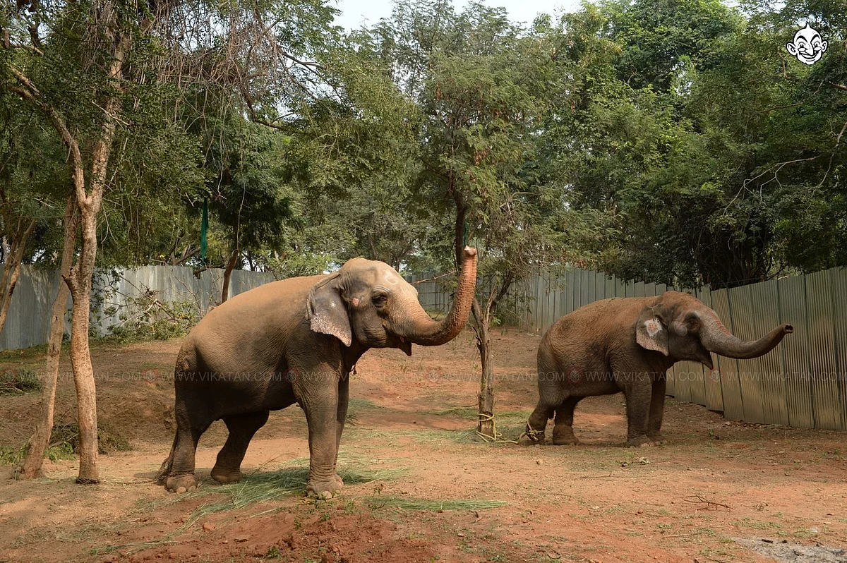 உலக யானைகள் தினம்