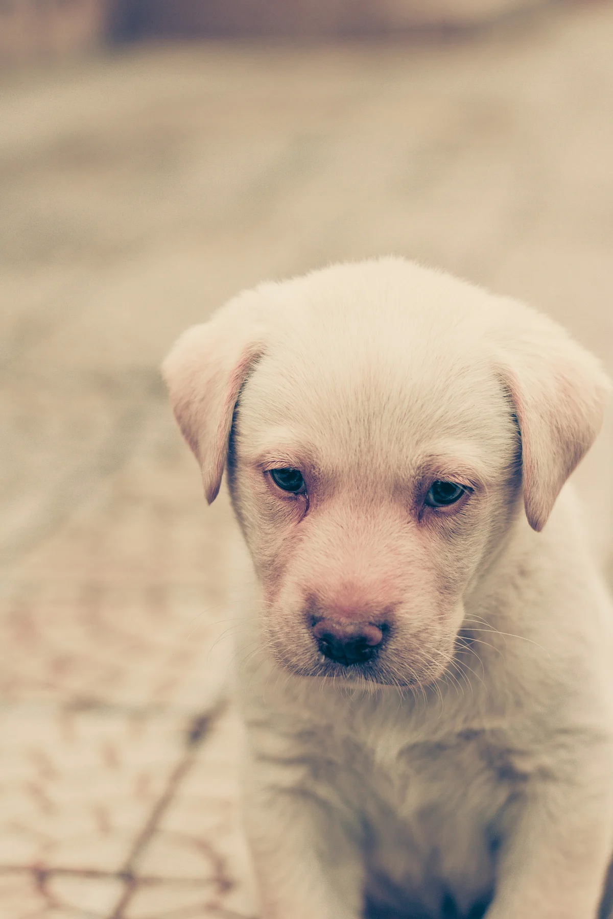 Puppy