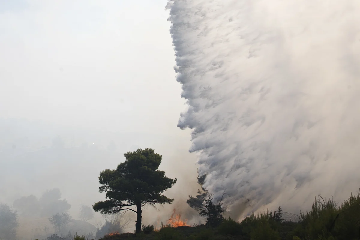 Forest Fire