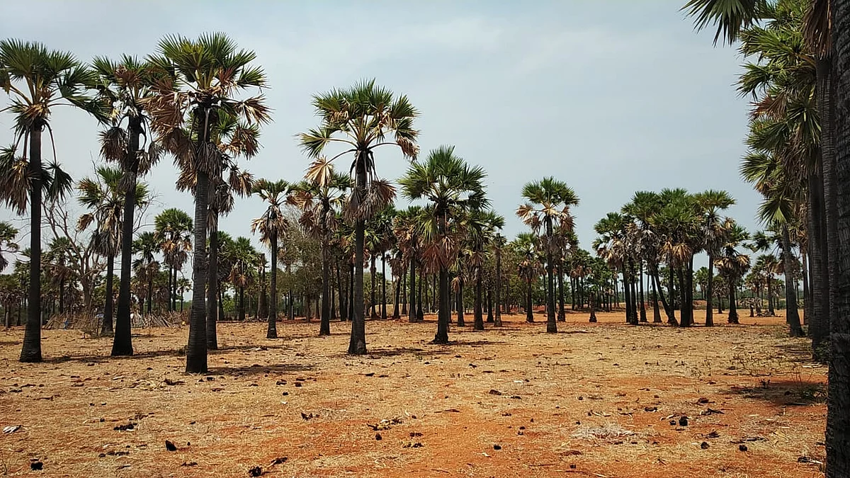 பனை மரம்