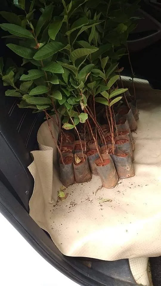 மரக்கன்றுகள்