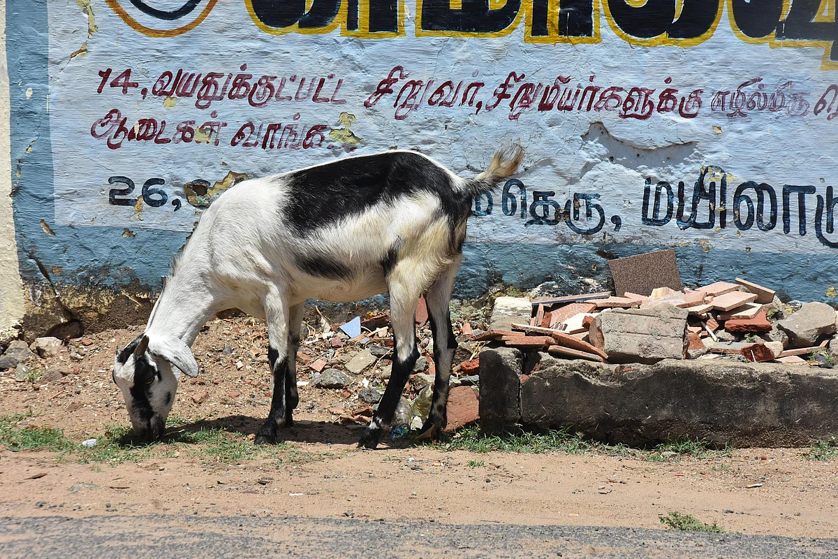ஆடு