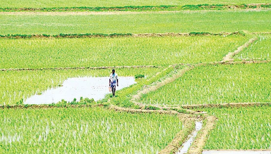 வேளாண் வயல்