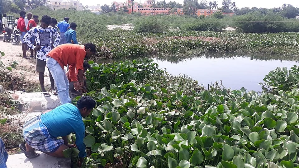 ஆகாயத்தாமரையை அகற்றும் இளைஞர்கள்