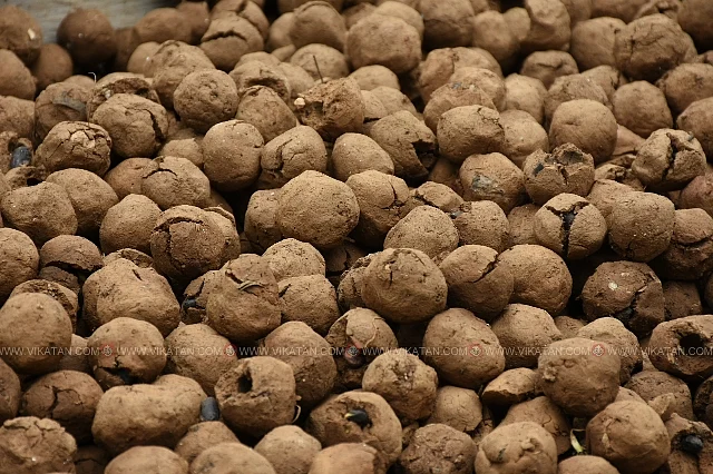அவரை விதைப் பந்துகள்