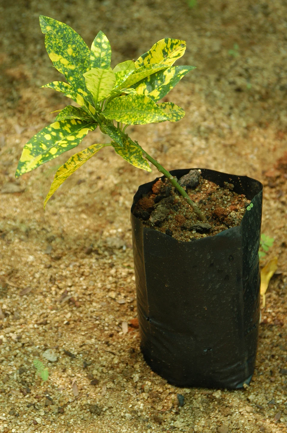 Planting
