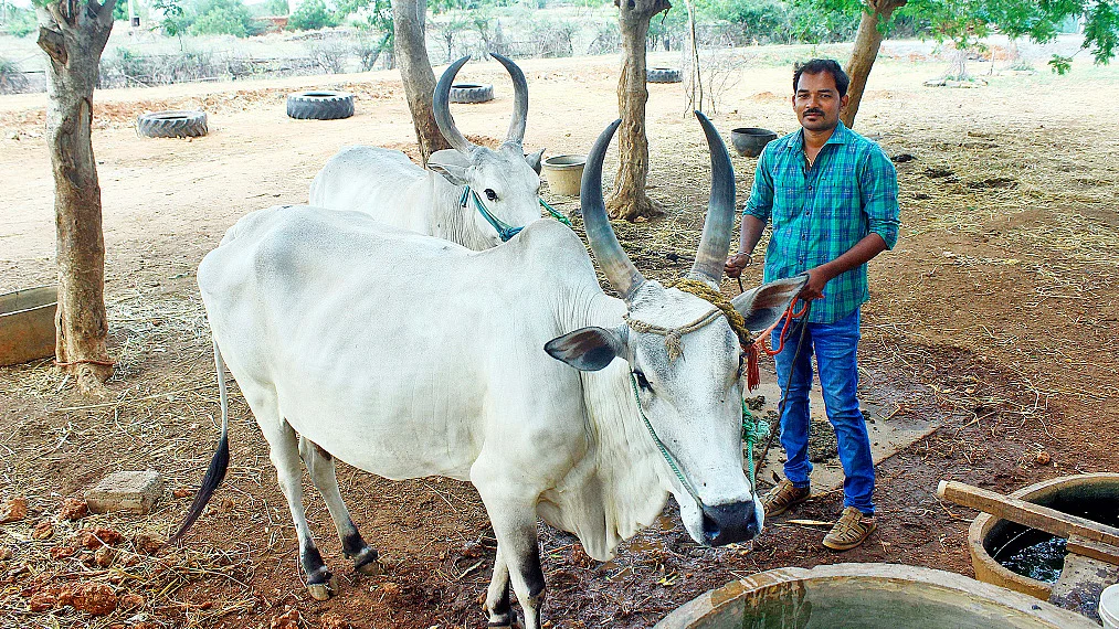 நாட்டு மாடுகளுடன்