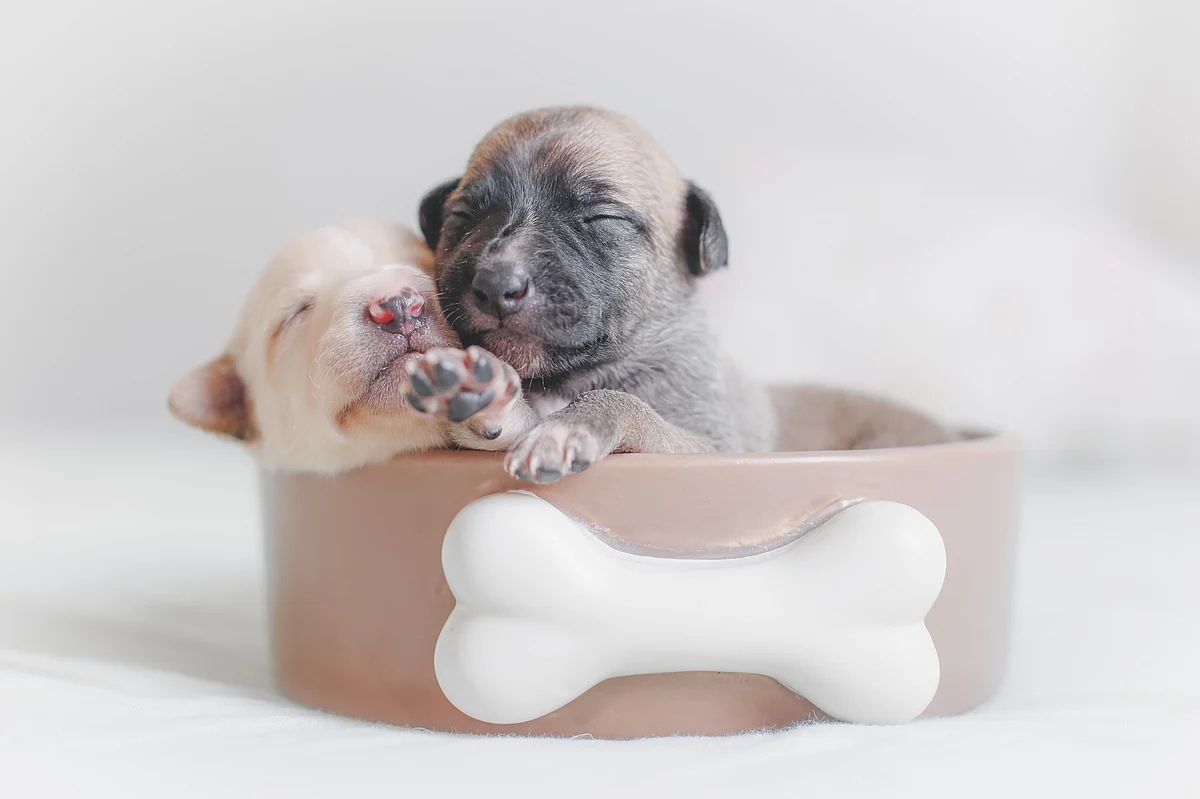 Puppies