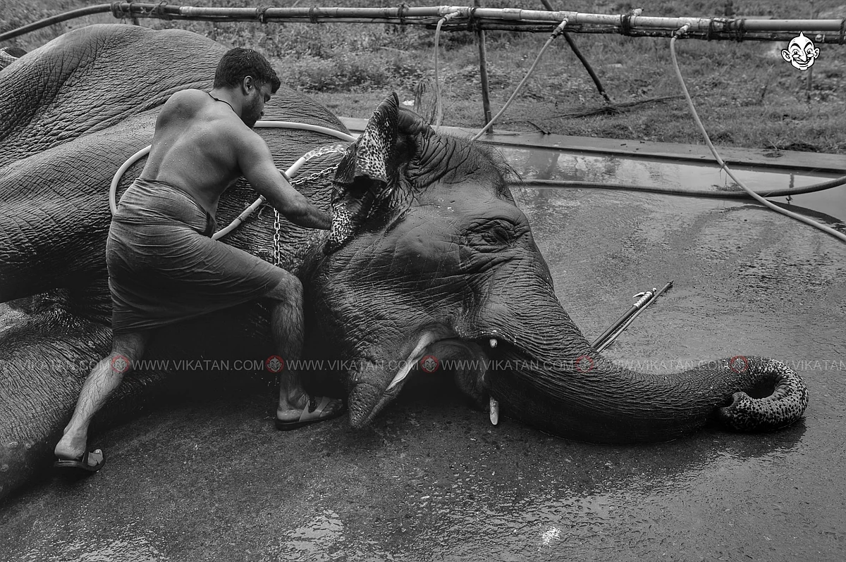 யானை