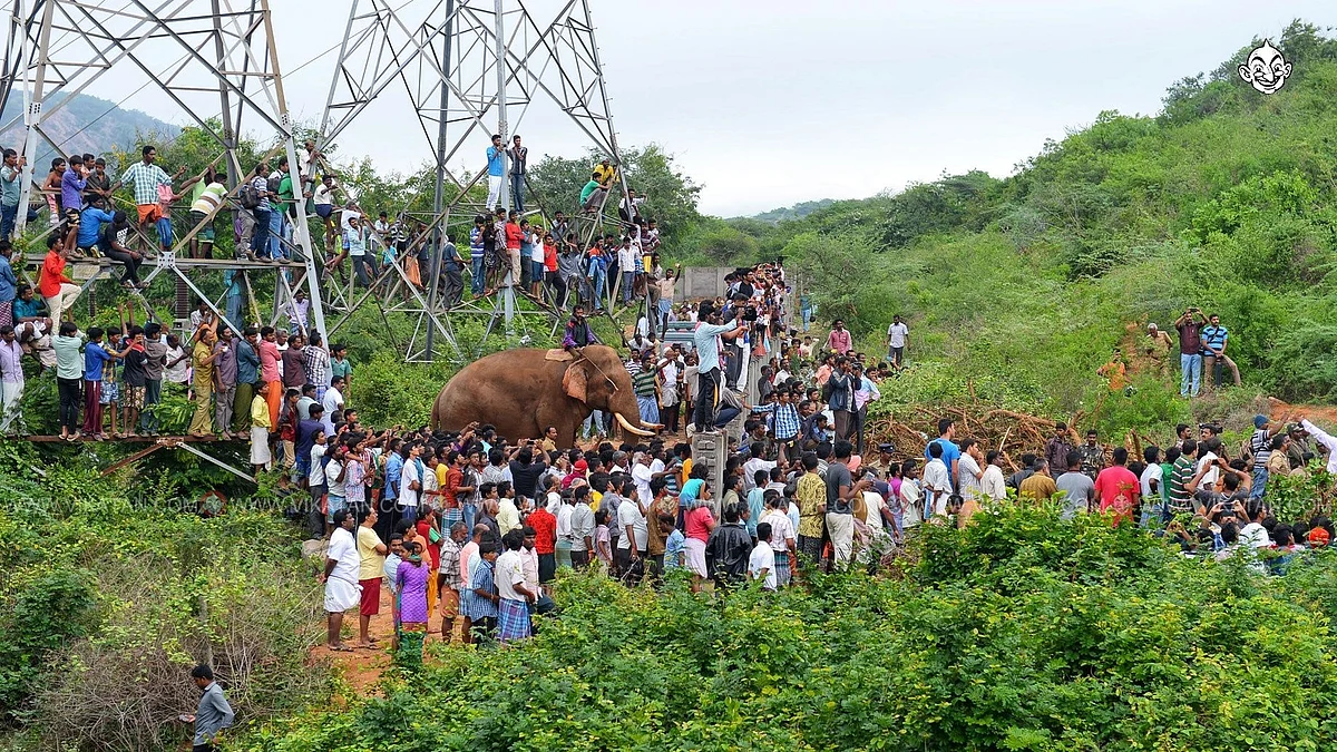 யானை