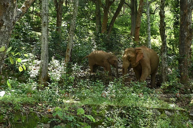 புதுக்காடு பழங்குடி கிராமத்தில் யானை