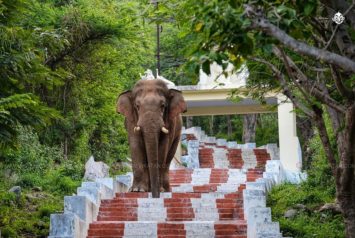 யானை