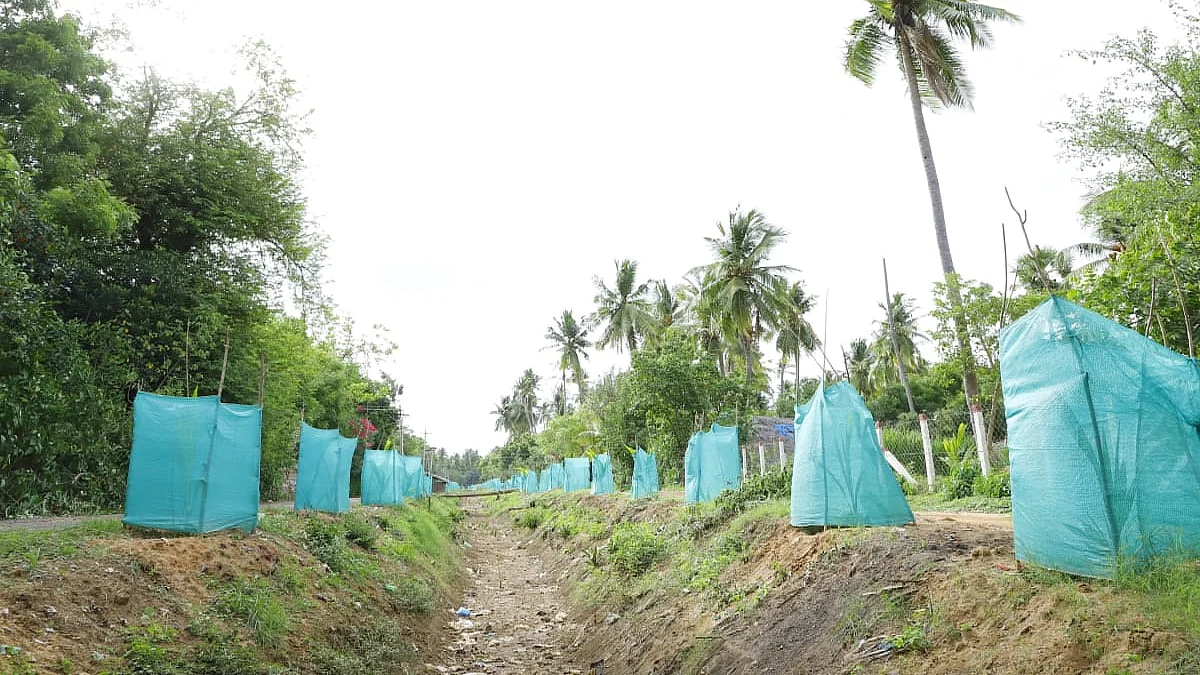 தென்னங்கன்று
