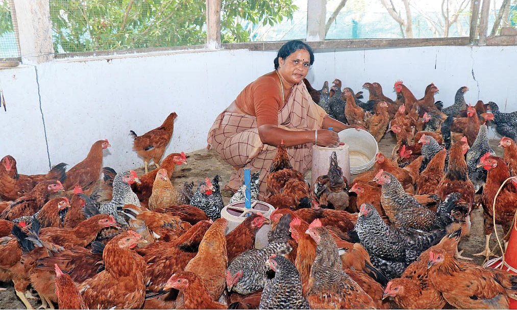 நாட்டுக்கோழிகளுடன்