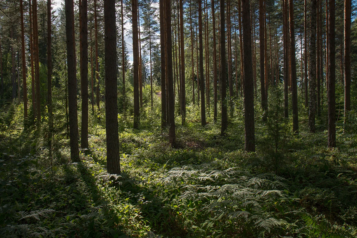 Forest