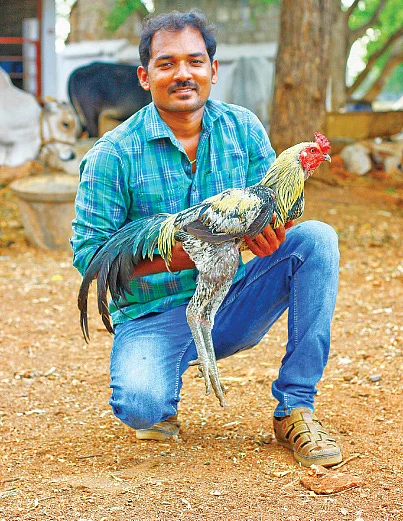 நாட்டுக்கோழியுடன்