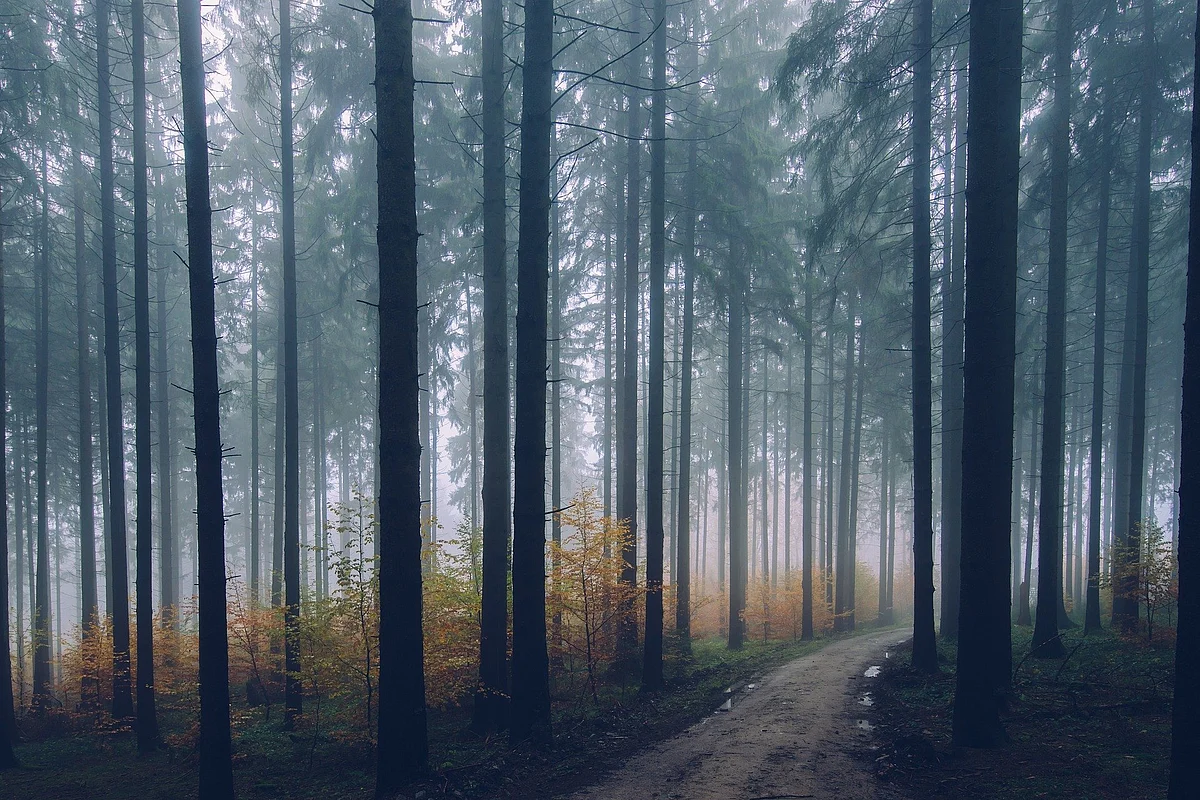 Forest