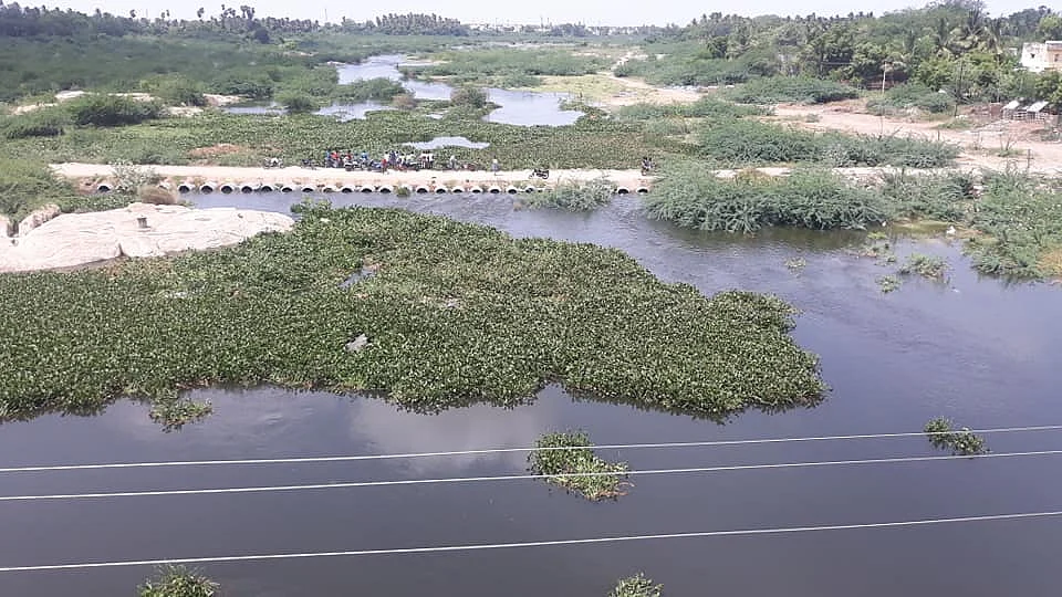 அமராவதி ஆற்றுக்குள் ஆகாயத்தாமரை