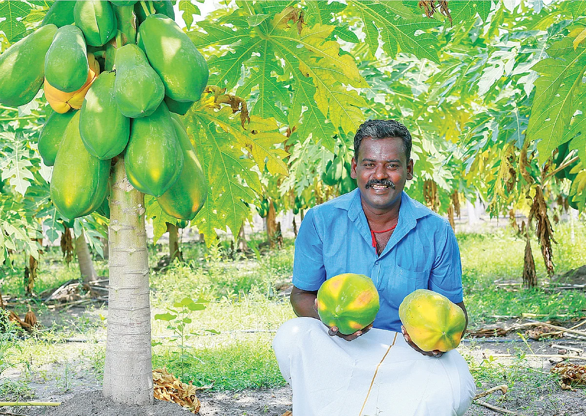 பப்பாளித் தோட்டத்தில் அழகர்சாமி