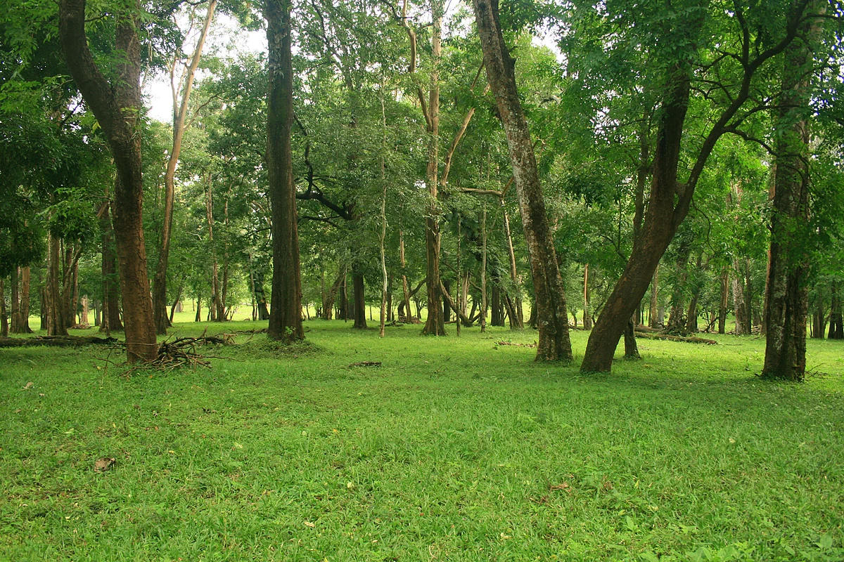 Parambikulam forest