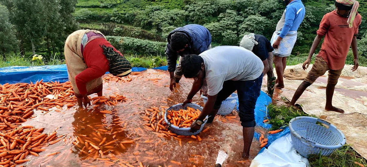 carrot washing