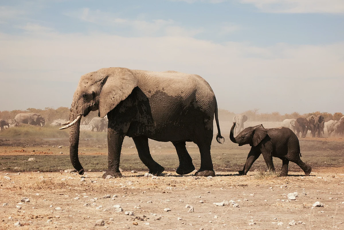 Elephant
